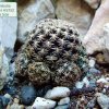 Sulcorebutia _augustinii_ HS152 _01